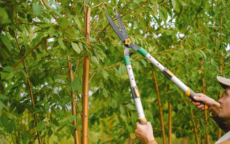 Tree trimming in Coaldale, PA